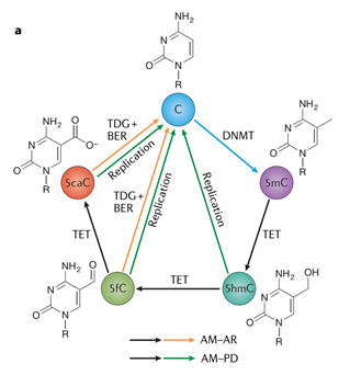 16112109456597.png image.png